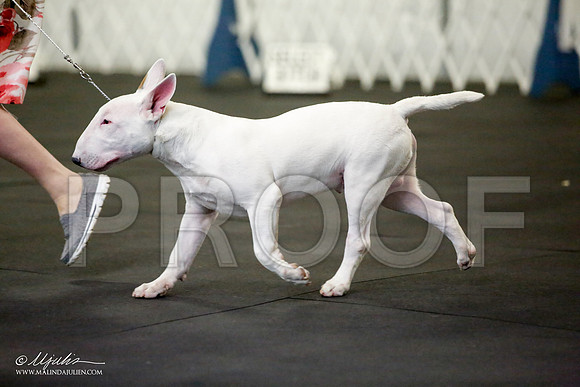 _JJ_1205-BullTerrierAzilApr2016-HR3