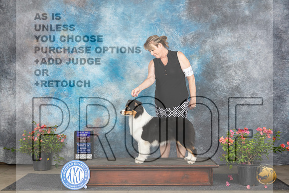 Australian Shepherd #18 BOBOHBOB Sun Judge Wendy G Willhauck__JP_5818_San Antonio_2024_HR3