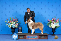 Australian Shepherd #19 SAT WD M Judge Ann Yuhasz