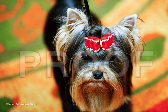_JJ_7756-YorkieNatJul2016-HR
