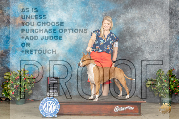 American Staffordshire Terrier #10 Sat BOSGrCh Judge Lee WhittierMJP_8939_SA2023_HR3