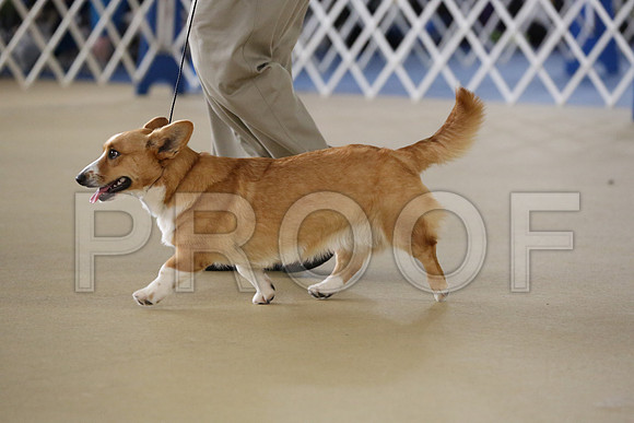 Corgi-2356-HR