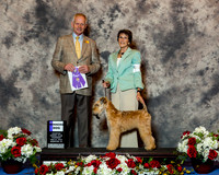 Soft Coated Wheaten Terrier #7 Thrs WD Luellen Gretchen and Allison Koester Judge Mr Geir Flyckt Pedersen