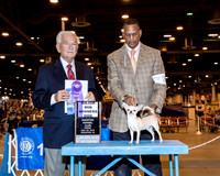 Chihuahua Smooth #23 Fri WD Maj Jensen Donna J Agent Hiram Stewart Judge Mr Norman L Patton