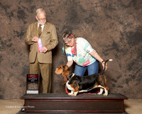 Basset Hound #6 Sat BOS Helms Mike and Charlee and R W and P C Federiksen Judge Jeffrey Pepper