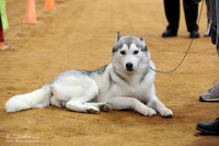 Siberian Husky Sat Candid IABCA FW Sep 2013