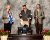 Portuguses Podengo Pequenos #5 Sun G1 Williams David Judge Roger Hartinger