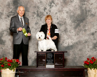 West Highland White Terrier #5 Sat ROH BIS Davis Darlene Cox Judge Roger Hartinger