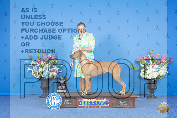 Rhodesian Ridgeback #16 WED WB BOW M Judge Barbara Scherer r__JP_9585_Houston_2024_HR3