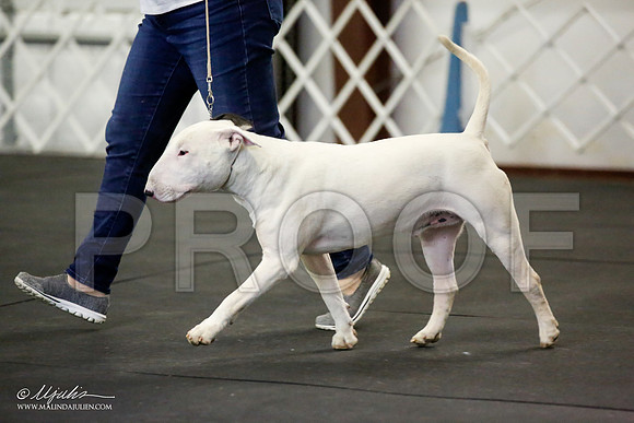 _JJ_3228-BullTerrierAzilApr2016-HR3