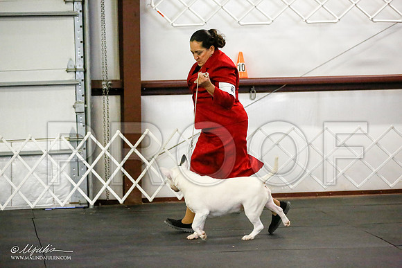 _JJ_1407-BullTerrierAzilApr2016-HR3