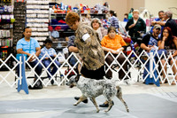 Australian Cattle Dog Sat Ring