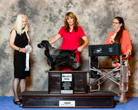 English Cocker Spaniel #17 Wed SD Moseley Kathleen Judge Mrs Lorrie Kvamme