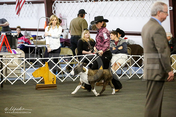 _JJ_3053-BullTerrierAzilApr2016-HR3