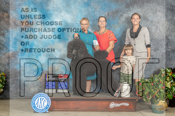 Poodle Std #5 Fri BOVBOS Judge Carmen D BlankenshipMJP_8308_SA2023_HR3