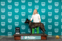 Dutch Shepherd #1107 Sun GCHClass Judge Carianna Glenn