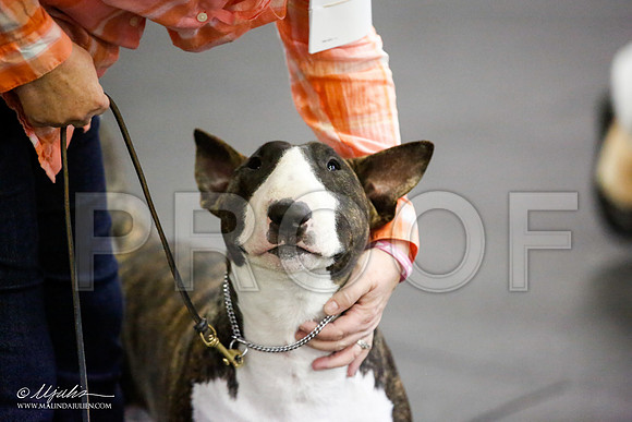 _JJ_3971-BullTerrierAzilApr2016-HR3