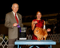 Pomeranian #7 Sun WD Kachler Mary Agent Aslynn Rose Judge Roger Hartinger