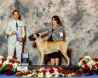 Cane Corso #7 Sun WD Maj NC Miller Chad Agent Jennifer Bell Judge Mr David W Haddock