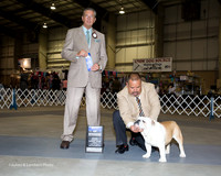 Bulldog #17 Fri BOW Castelan Erewin Judge Bart Miller