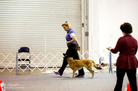 Belgian Malinoi #27 Fri Rally Adv B Ring Tracie Kolnsberg