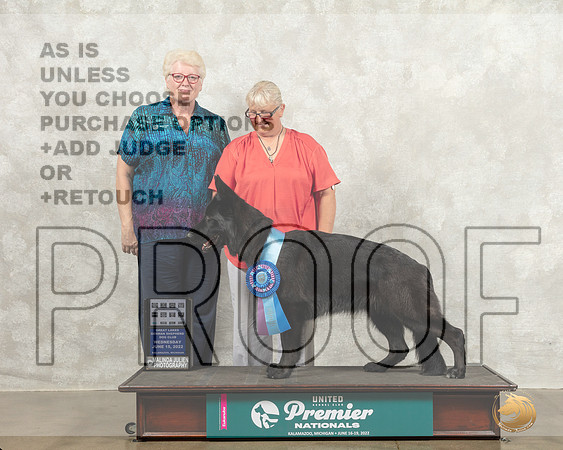 German Shepherd Dog #201 Wed PerfTD Judge Karen Cattin_MMJ_6686_Premier_2022_HR3