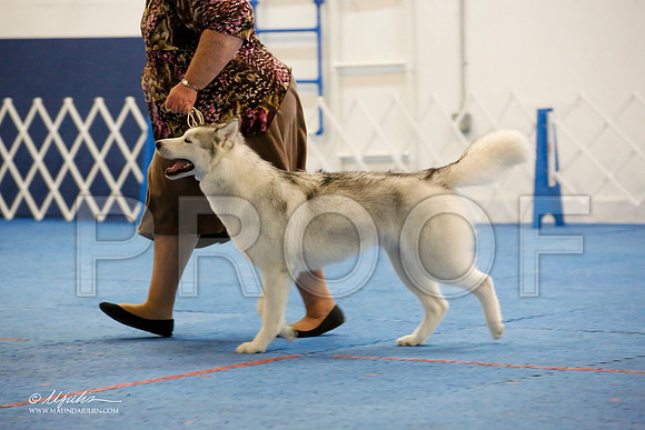 _M3_9518-AddisonHuskyMar2015-HR3