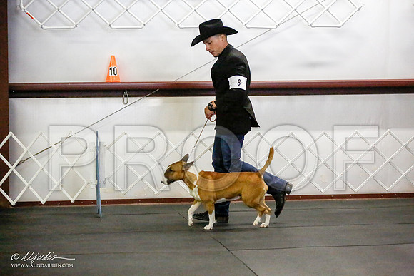 _JJ_2206-BullTerrierAzilApr2016-HR3