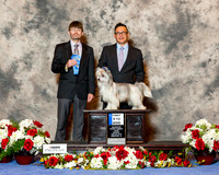 Chinese Crested #5 Sun 1st 6-9 Dog Sanchez Joe Louis Agent Karen D Detterich