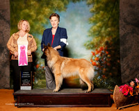 Belgian Tervuren #6 Sat OH G1 Lee Dottie and Kelley Hoffman Judge Theresa SandersMilan