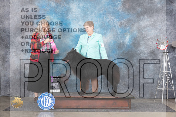 Belgian Sheepdog #5 Fri OHG1 Judge Denise Dean__JP_5651_Amarillo_2024_HR3