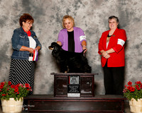 Cocker Spaniel #8 Sun Maj BOS Turner Hayes Julie and Janice Pillow Judge Marilyn Pipes