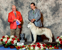 Siberian Husky #11 Sat BOW NC Luna Angie & Robyne Simpson Judge Dr Steve Keating