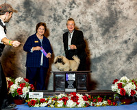 Pekingese #12 Sat Maj WB Skinner Colleen Roma Skinner Judge Nikki Riggsbee