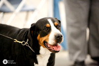 Graduate Novice #9 Sat