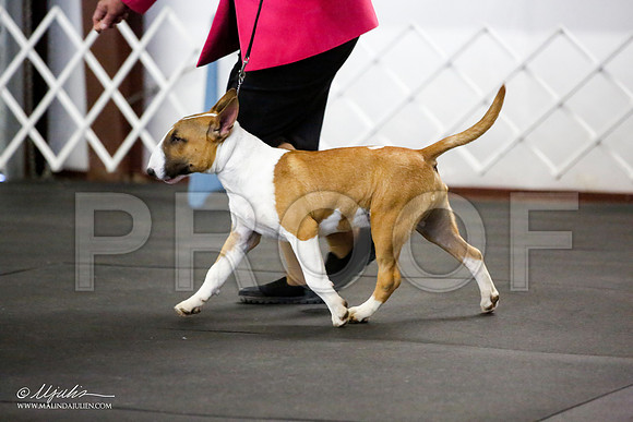 _JJ_2154-BullTerrierAzilApr2016-HR3