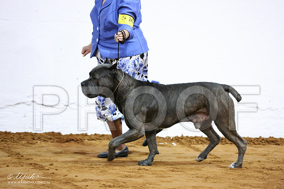 Cane-7049-IABCAFWSPT13-HR