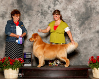 Golden Retriever #15 Sun WD Yoshide Sei Agent Brianna Bischoff Judge Marilyn Pipes