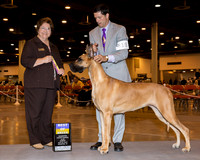 Great Dane #10 Sun BOB Hotchkiss Leslie & Polly Hix Agent E Shore Judge Ms Nikki Riggsbee