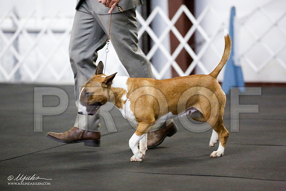 _JJ_0862-BullTerrierAzilApr2016-HR3