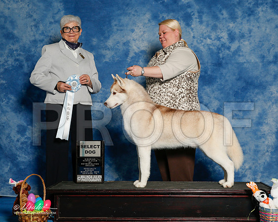 _R1_8262-2-HuskySltyMar2016-HR3