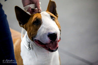 Colored Winners Dog Sat Ring