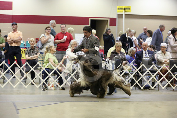 HoundGrp-3841-Amrllo13-HR