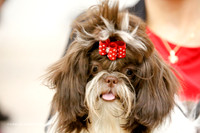 Shih Tzu Sat Ring