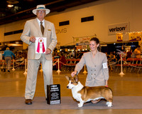 Cardigan Welsh Corgi #11 Thrs NGC BOS Goll Joan Adams & Donna & Bill Agent Barbara Weiner Judge Mr Arley D Hussin