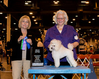 Toy Poodle #11 Sat BOW Lupardus Keith & Barbara Lupardus Judge Mrs Helen Winski Stein