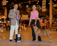 Bullmastiff #16 Sun WB Hagen Tierannie Judge Dr Robert A Indeglia