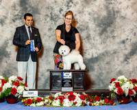 Bichon Frises #17 Sun Maj BOW Fellbaum Carol & Cecelia Ruggles Judge Mr Joao Machado