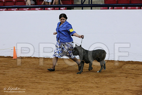 Cane-7067-IABCAFWSPT13-HR