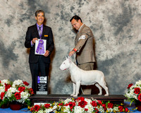 Bull Terrier White #14 Fri Maj WB Rojas Juan Carlos Infantas Judge Dr Carl L Pew